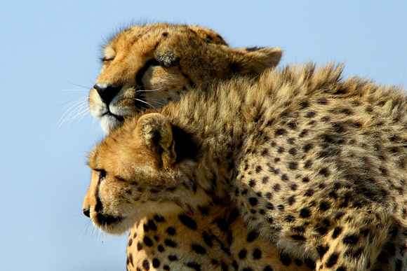 Cheetah Mother and Cub - Masai Mara
