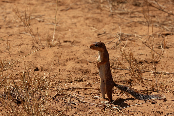 Squirrel - Samburu