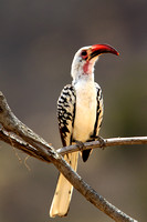 Hornbill - Samburu