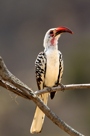 Hornbill - Samburu