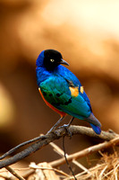 Superb Starling - Samburu