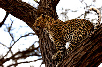 Leopard - Samburu