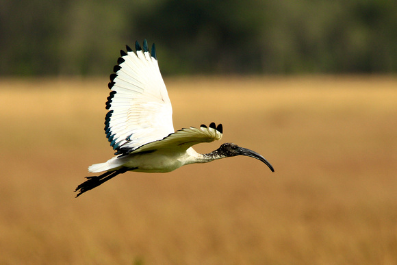 Sacred Ibis - Masai Mara
