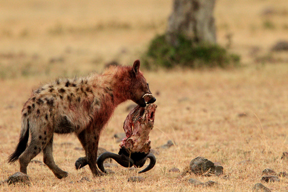 Hyena Breakfast  - Masai Mara