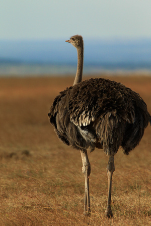 Ostrich - Masai Mara