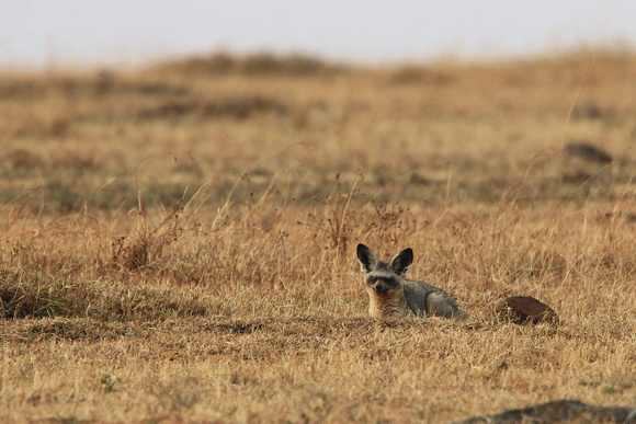 Bat-Eared Fox - Masai Mara