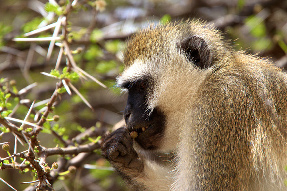 Vervet Monkey - Samburu