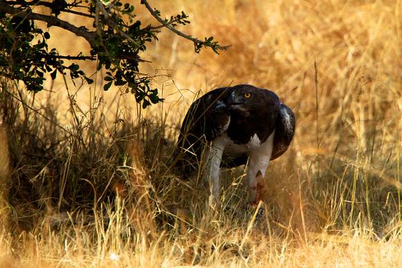 Black-chested Snake-Eagle - Masai Mara