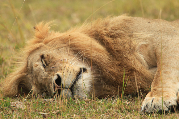 Lion "The Rest of the Warrior" - Masai Mara