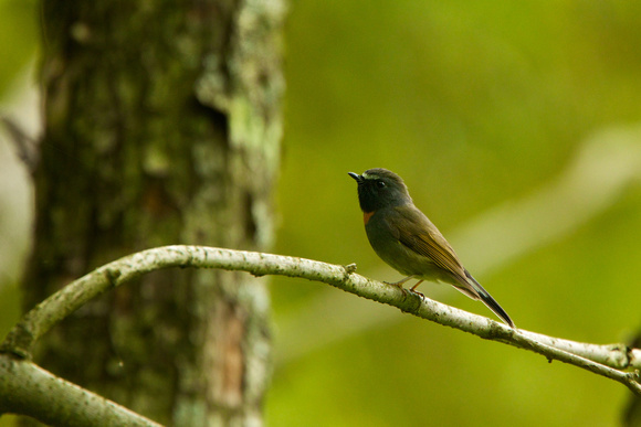 Rufous-gorgeted Flycatcher