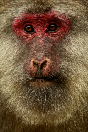 Tibetan Stump-Tailed Macaque