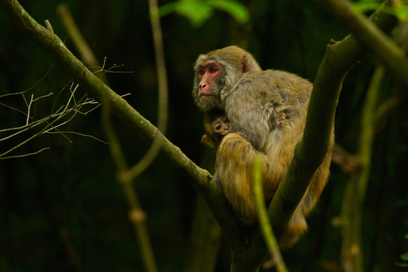Rhesus Macaque