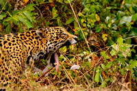 2009 Brasil Pantanal -Encontra das Aguas