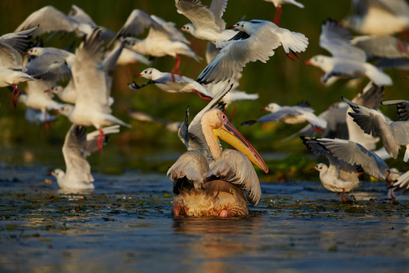 Pelicans, Egrets and Gulls