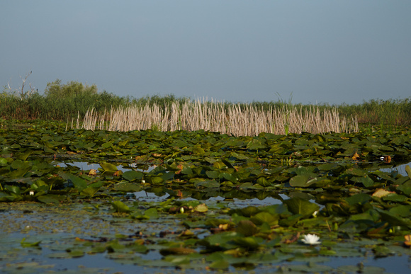 Reeds - Somova Lake