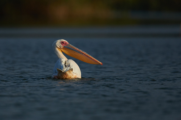 European White Pelican