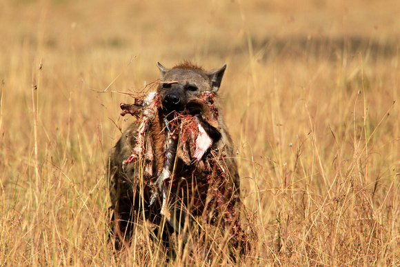 Hyena Lunch! - Masai Mara