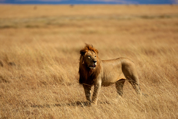 Lion of the Mara