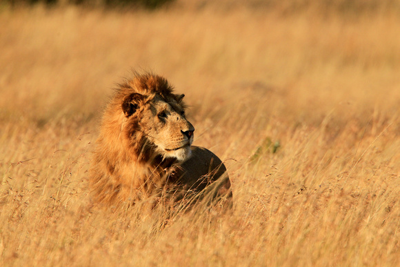 The King - Masai Mara