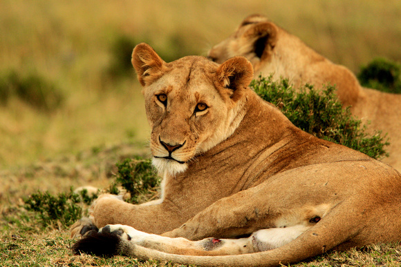 Young Lioness - Masai Mara