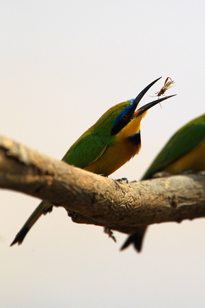 Little Bee-Eaters - Samburu