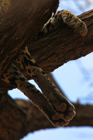 Leopard Paws -Samburu
