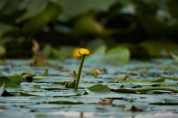 Yellow Water-Lily