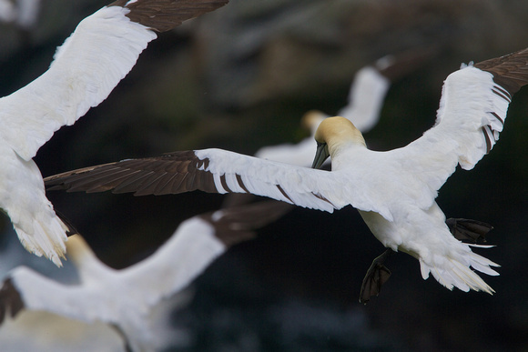 Gannets in the Wind