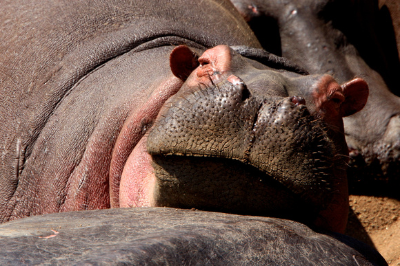 Hippo - Masai Mara