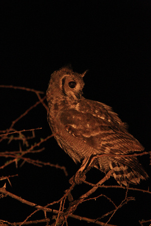 Verreaux's-Eagle Owl - Samburu