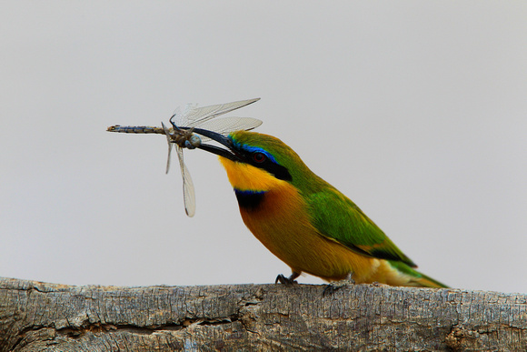 Little Bee-Eater - Samburu