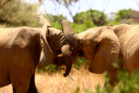 Elephants - Samburu