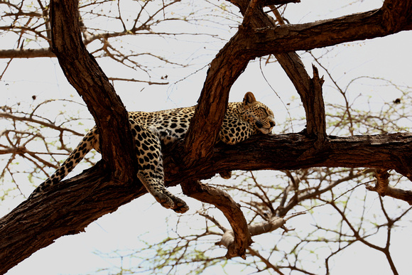 Leopard - Samburu