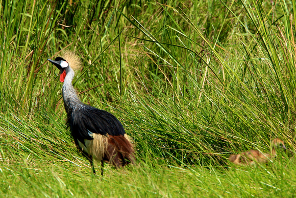Crested Crane - Masai Mara