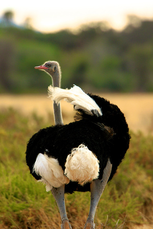 Male Ostrich - Samburu