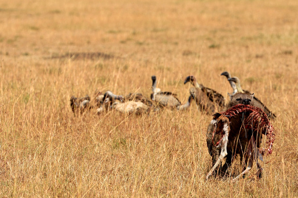 Hyena Wins! - Masai Mara