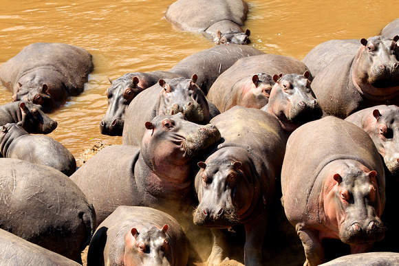 Hippos - Masai Mara