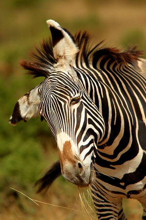 Grevy's Zebra - Samburu