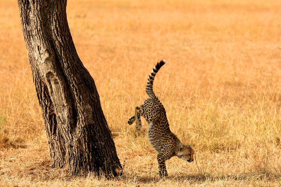 Cheetah Climbing Cub! - Masai Mara