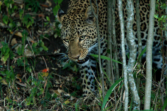 Veggie Leopard! - Samburu