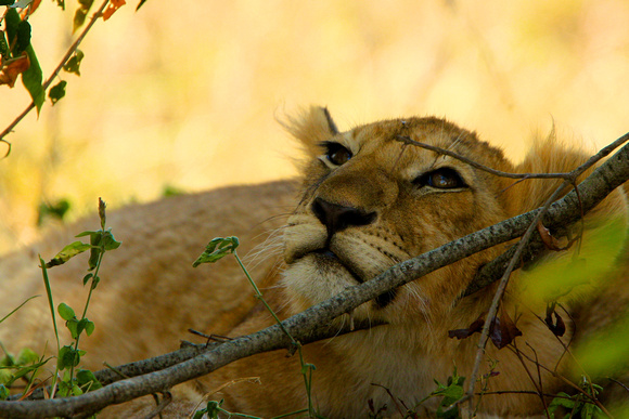 Lion Cub - Masai Mara