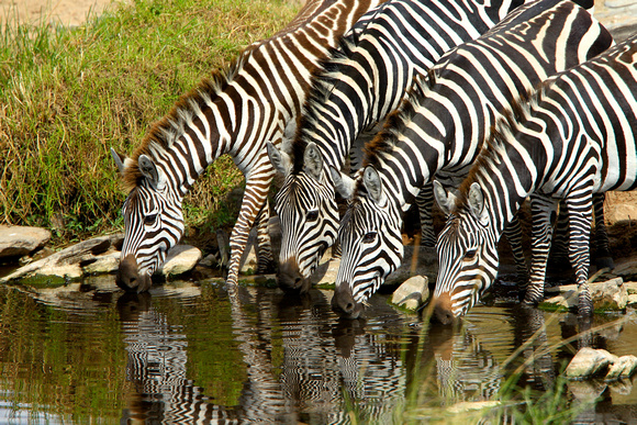 Zebras - Masai Mara