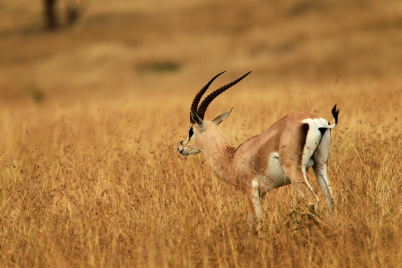 Thomson's Gazelle - Masai Mara