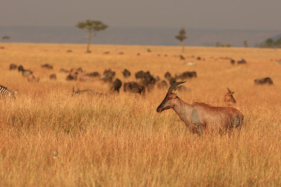 Topi and Savannah - Masai Mara