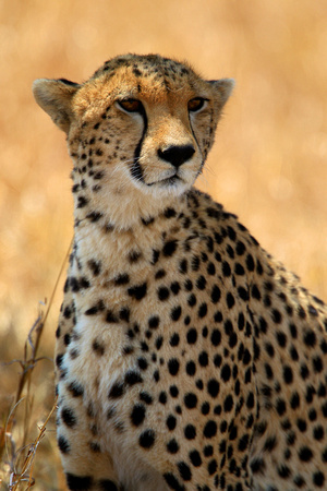 Cheetah - Portrait - Masai Mara