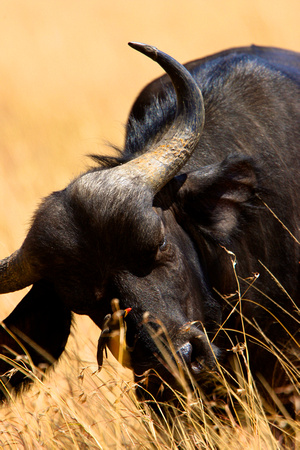 Buffalo and Ox-pecker - Masai Mara
