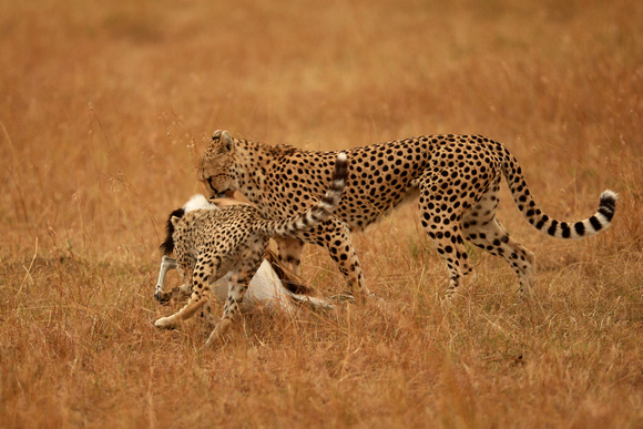 Cheetah on a Kill - Masai Mara