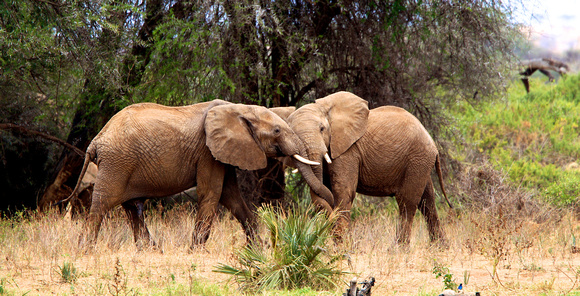 Elephants of Samburu