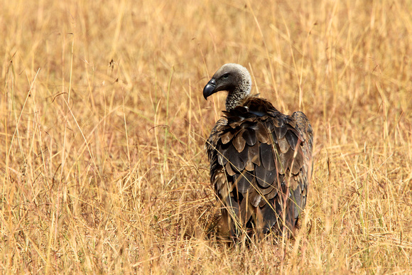 Volture - Masai Mara