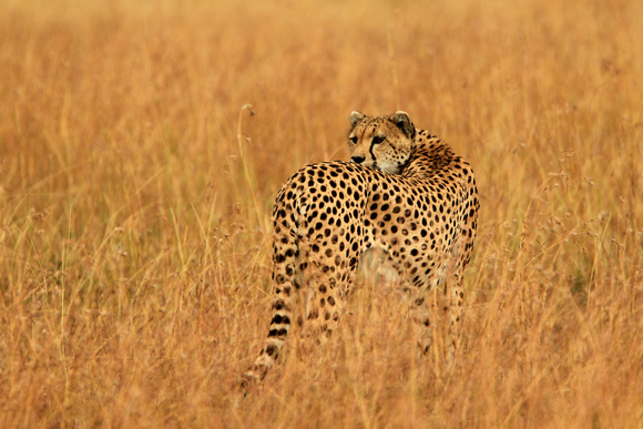 The Hunting Cheetah - Masai Mara